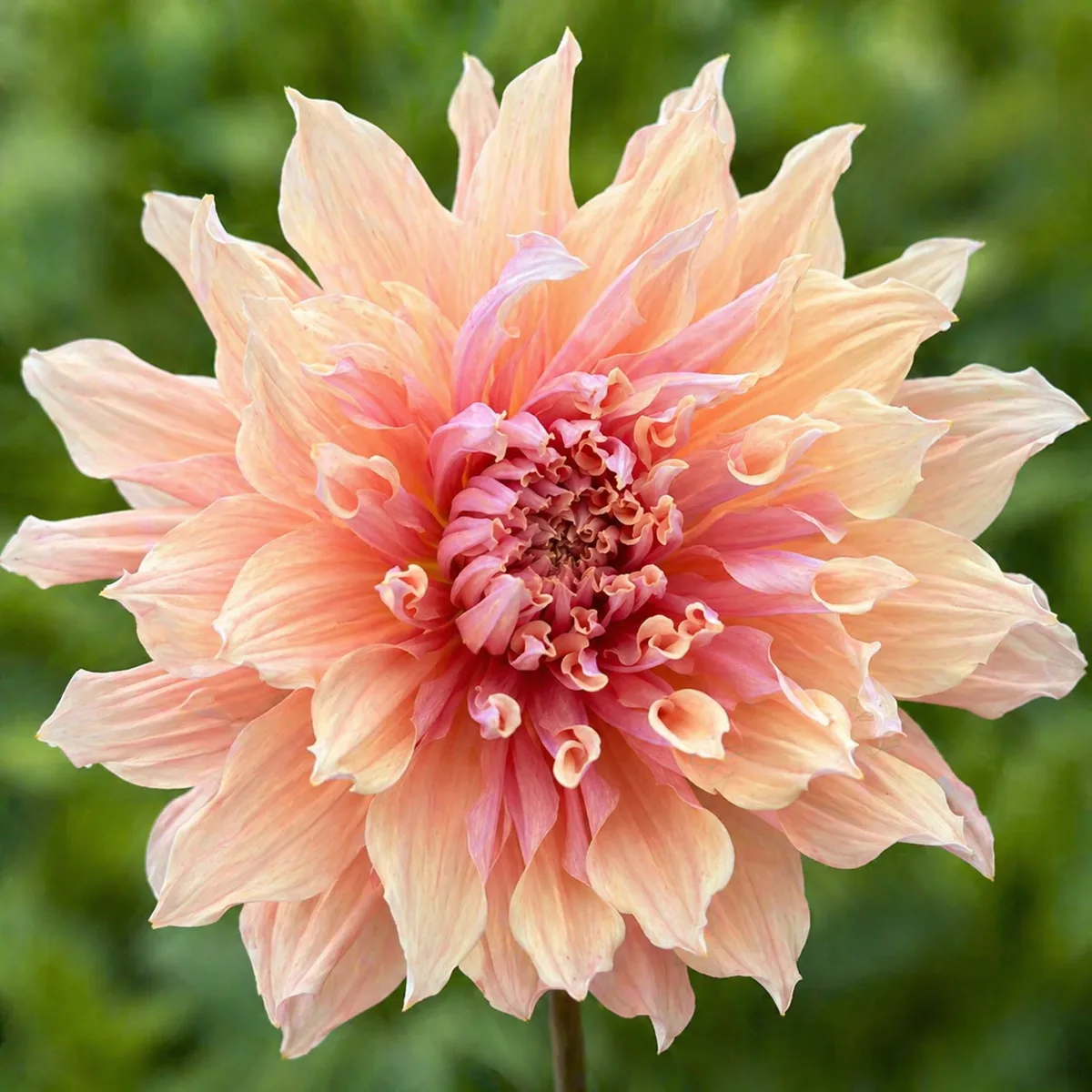 Mango Madness dahlia bloom