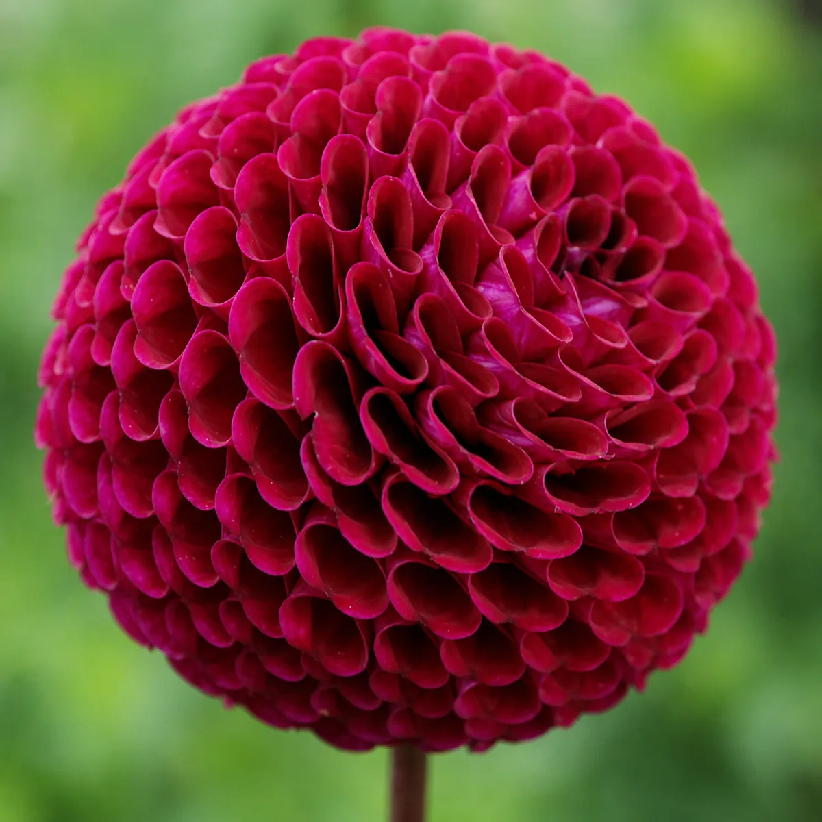 Moor Place dahlia bloom