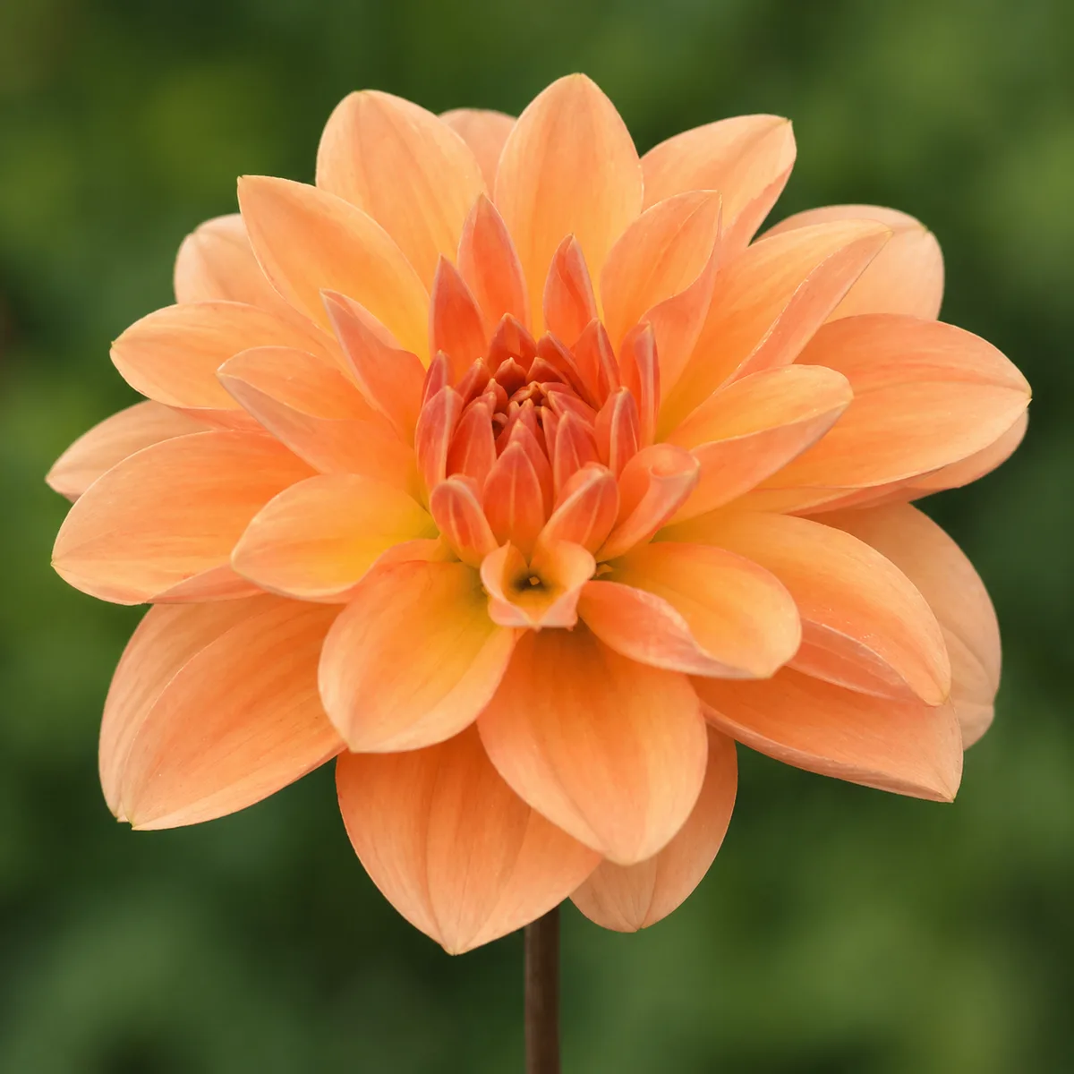 Odessa dahlia bloom
