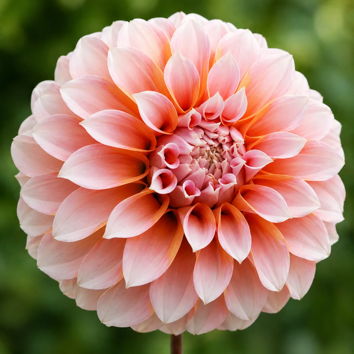 Peaches dahlia bloom