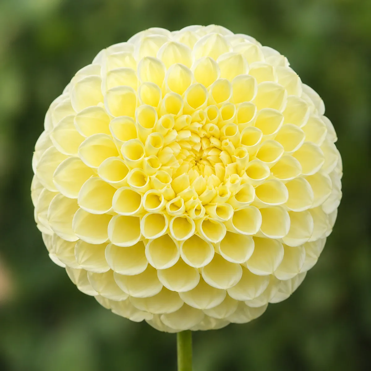 Polventon Supreme dahlia bloom