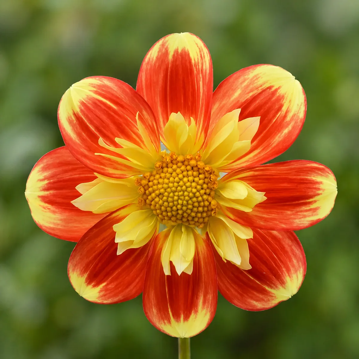 Pooh dahlia bloom