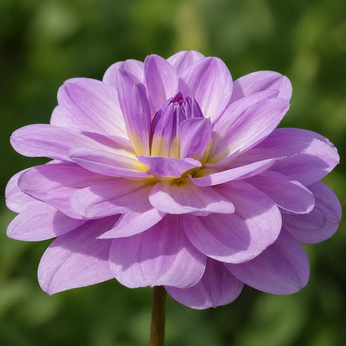 Sandia Shomei dahlia bloom