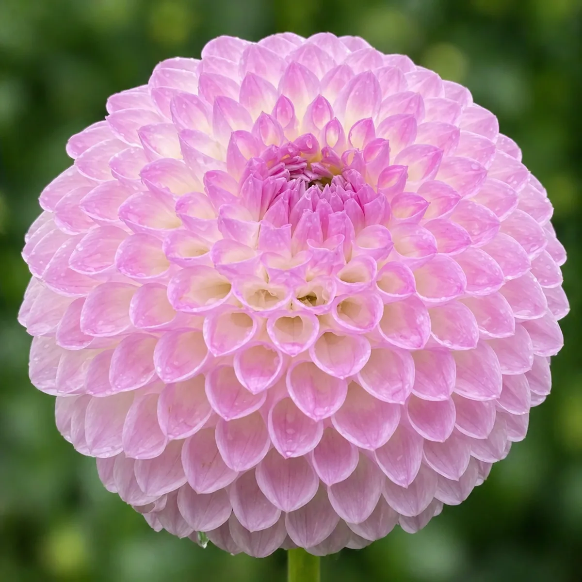 Westerton Ella Grace dahlia bloom