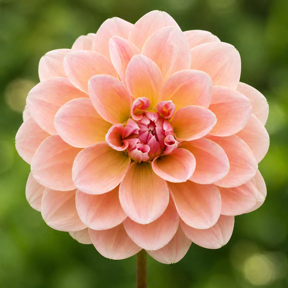 Yelno Harmony dahlia bloom
