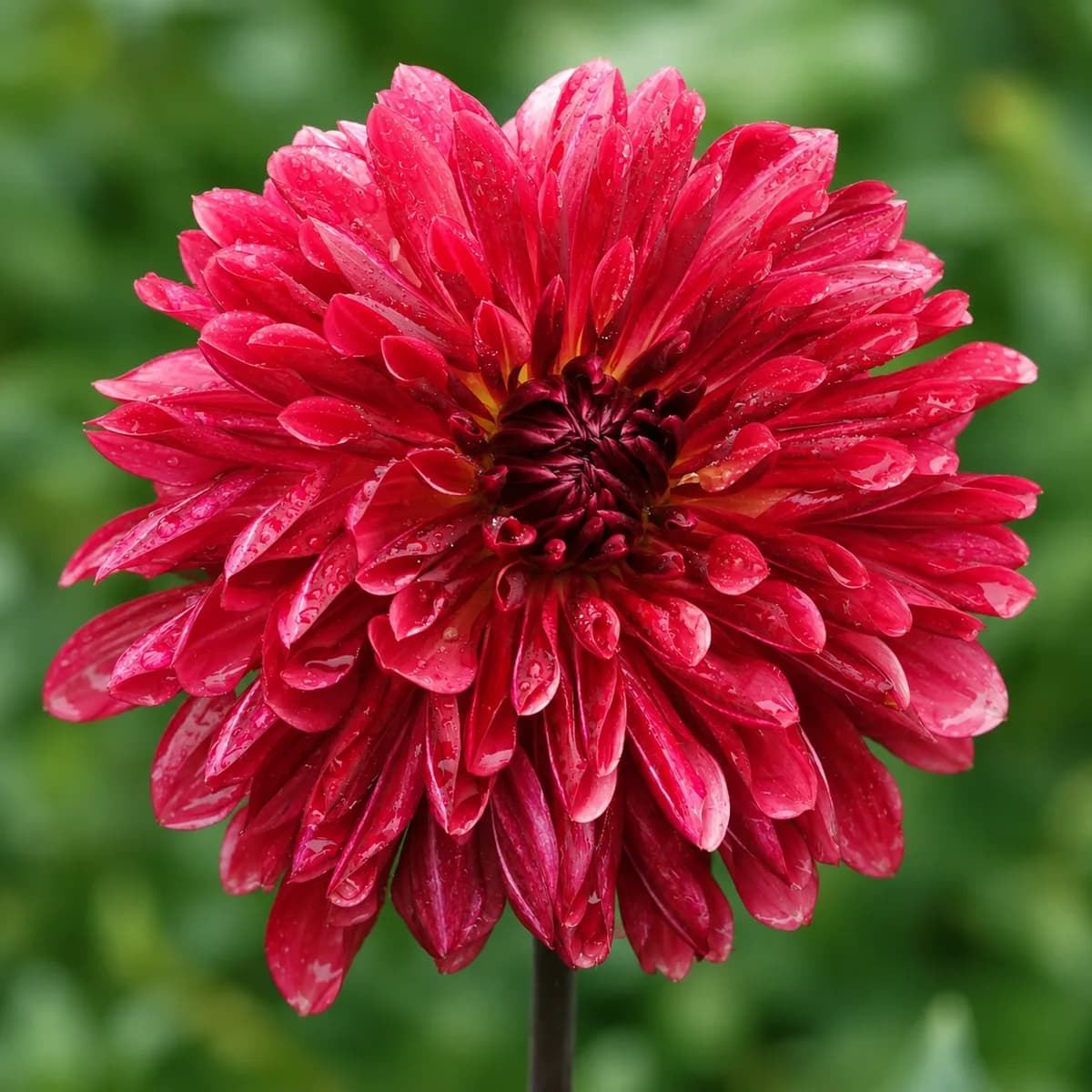 Antibes dahlia bloom