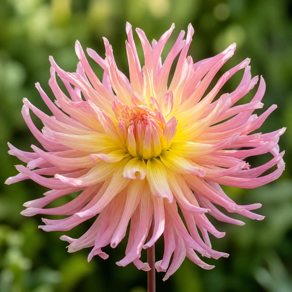 Apricot Star dahlia bloom