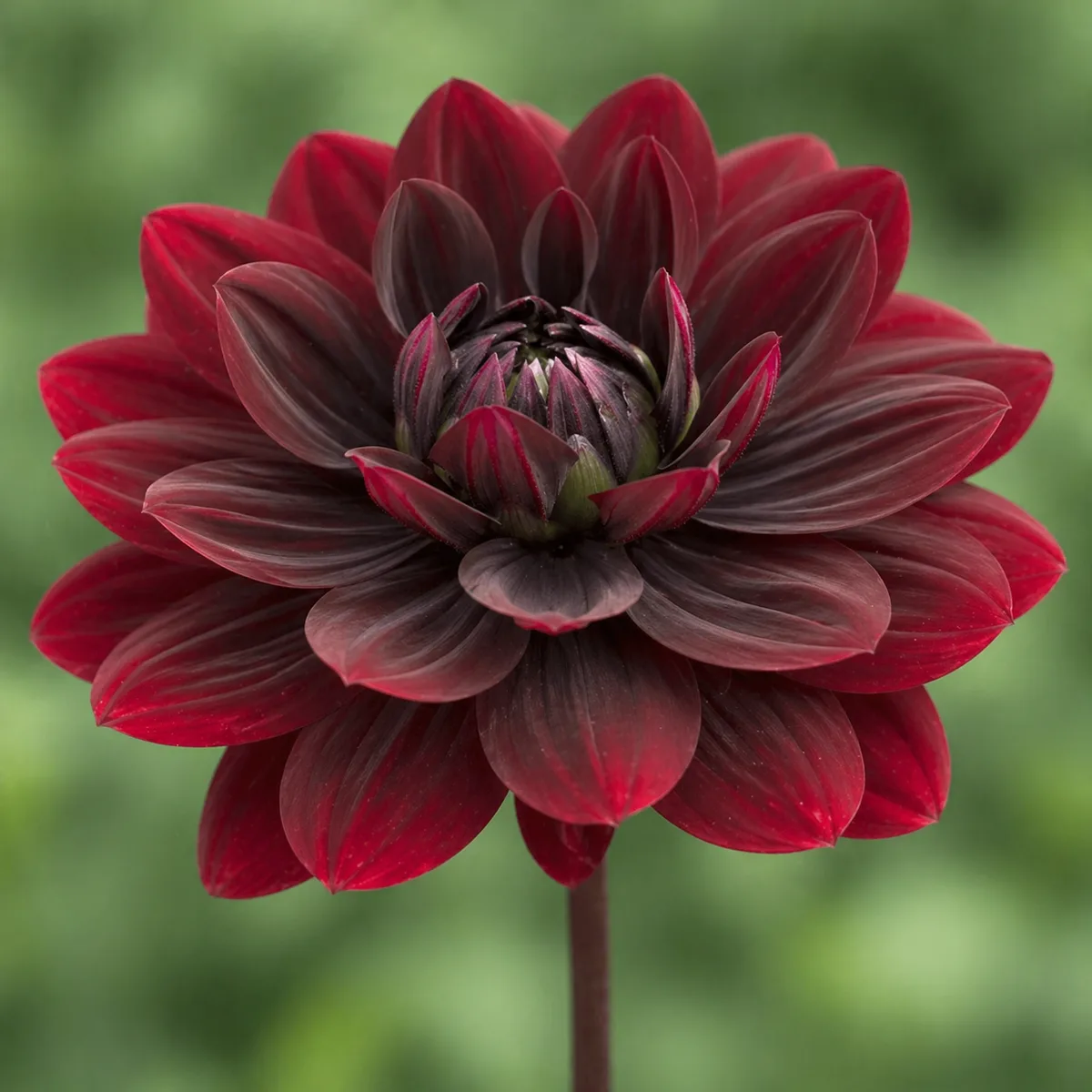 After Dusk dahlia bloom