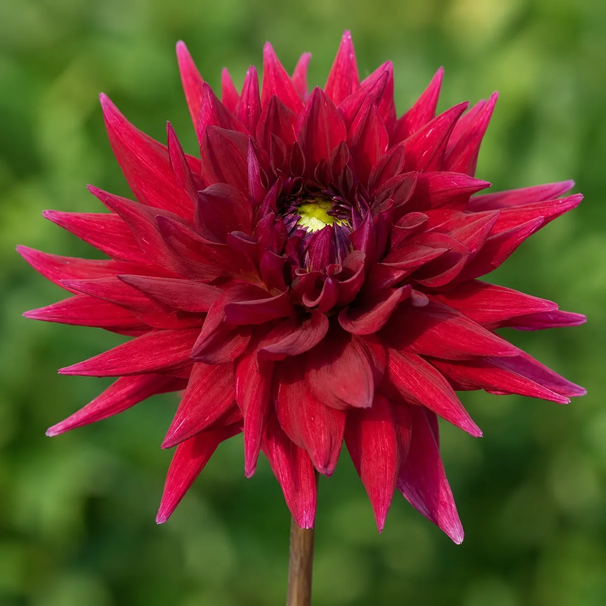 AC ATM dahlia bloom