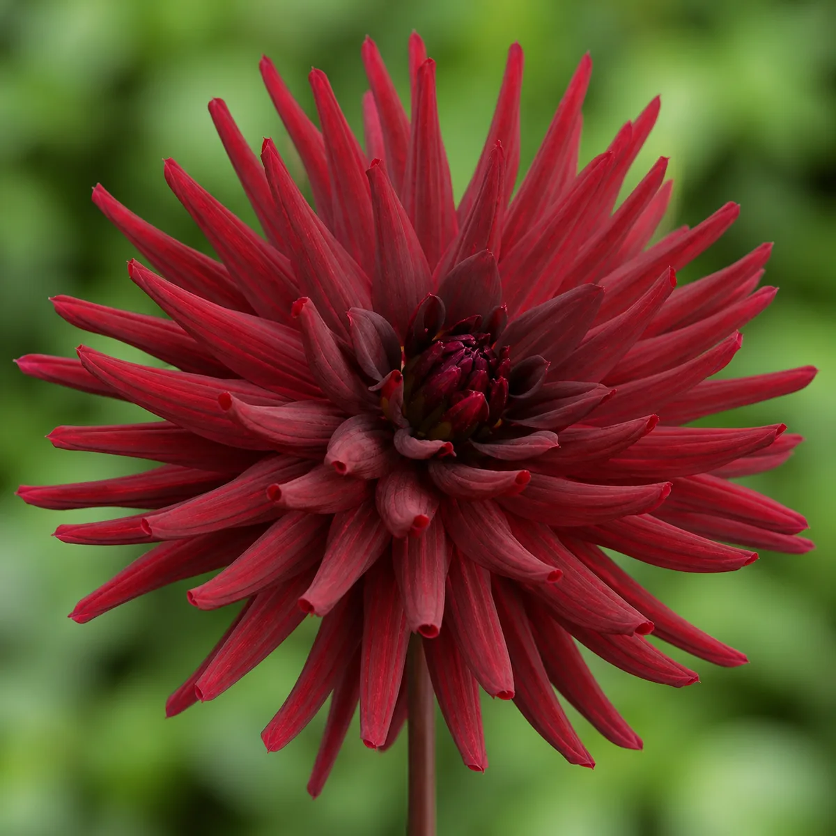AC Janis dahlia bloom