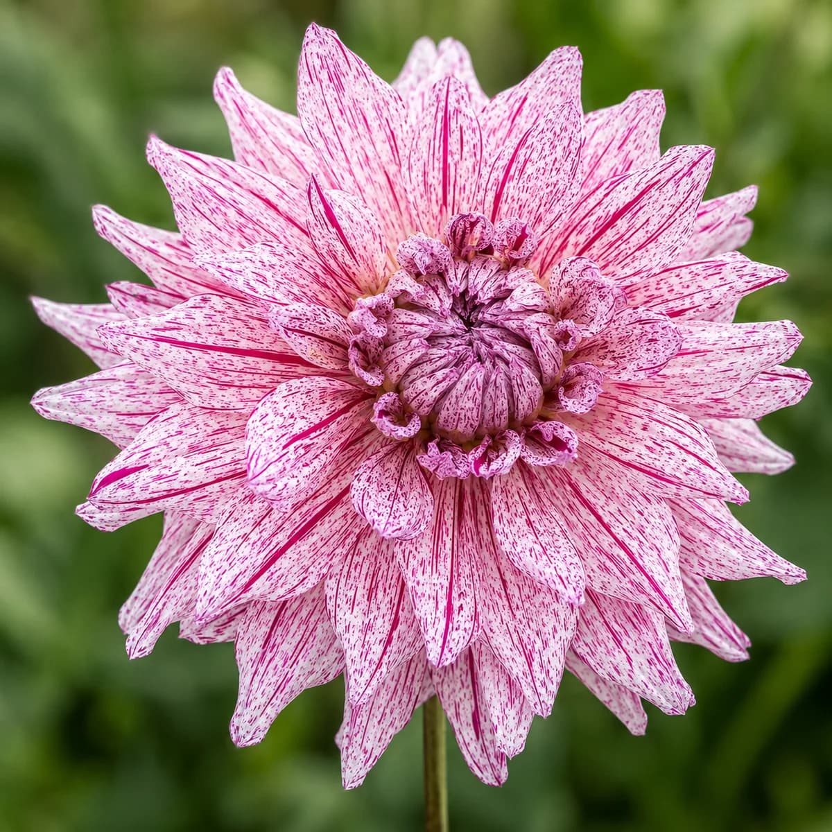 AC Paint dahlia bloom