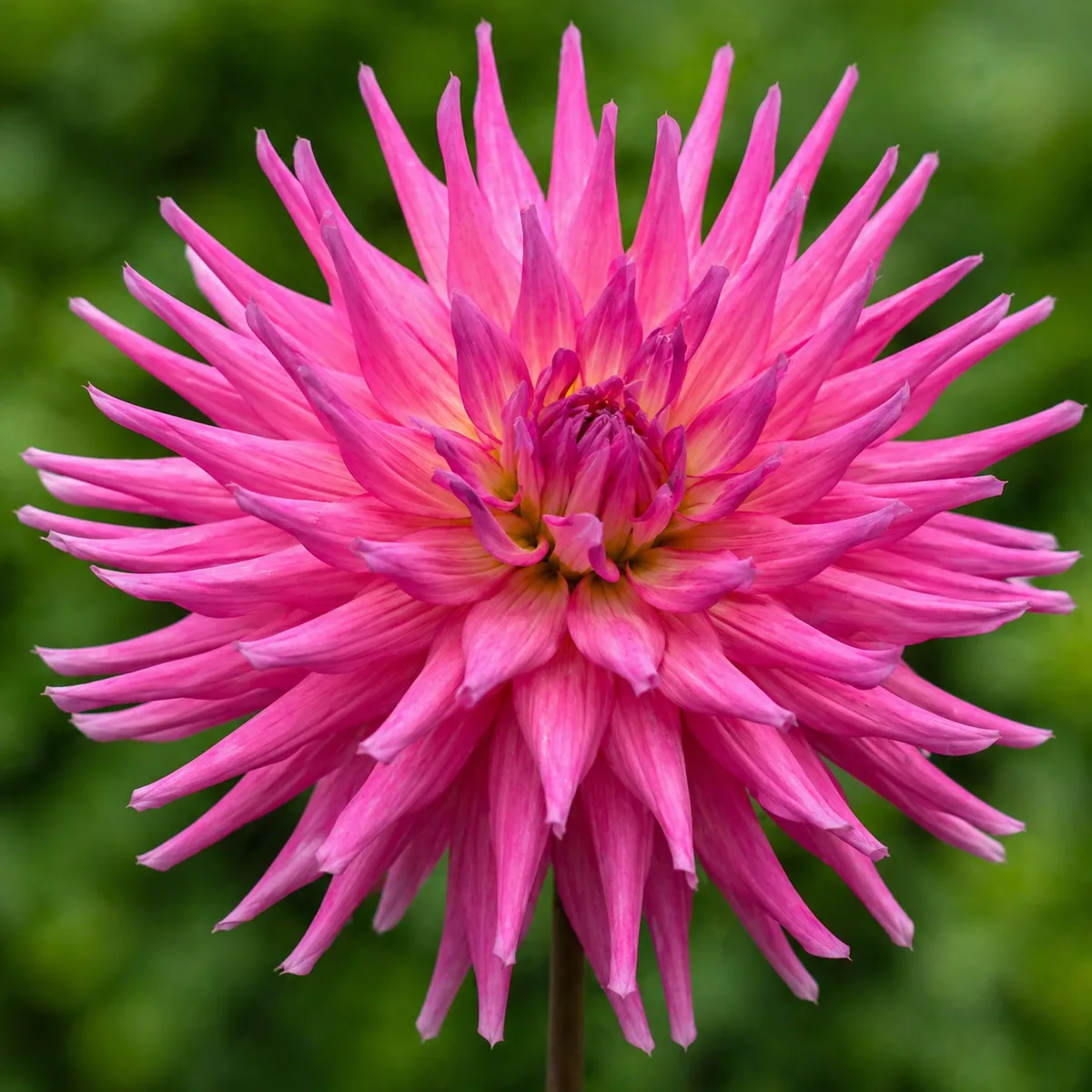 AC Roskelley dahlia bloom