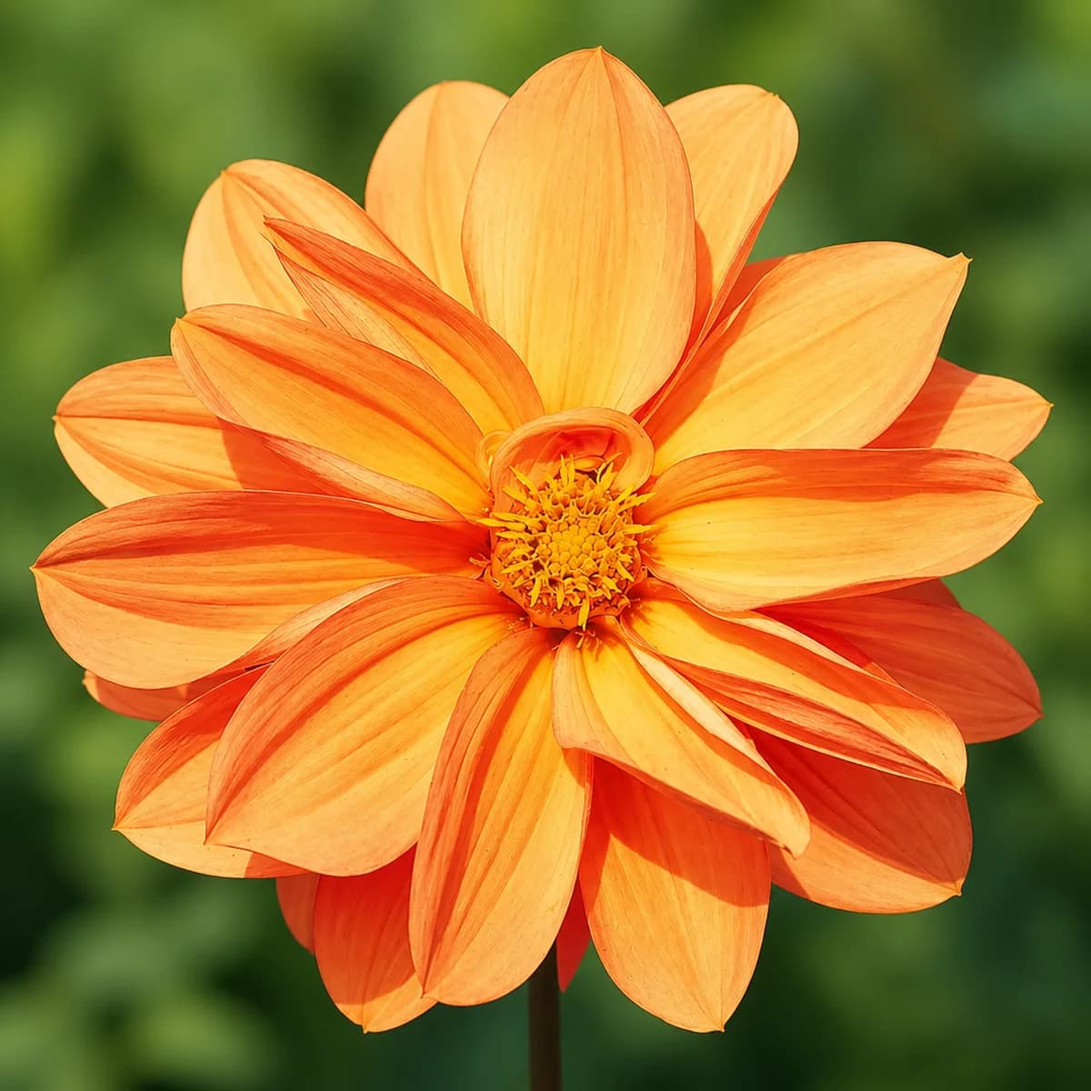 Aether dahlia bloom