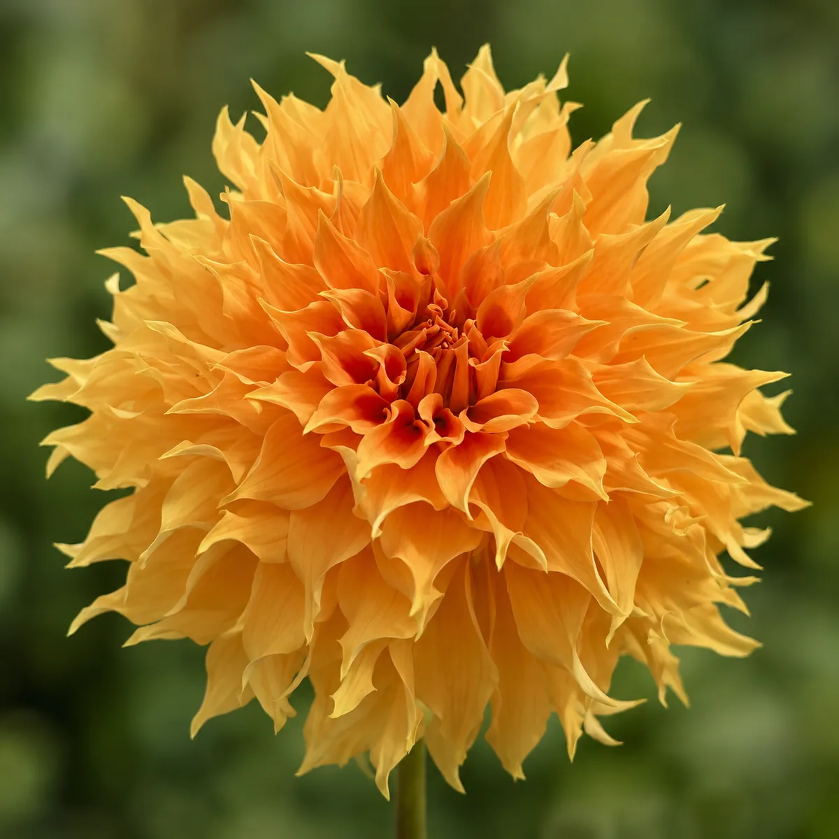 Aggie White dahlia bloom