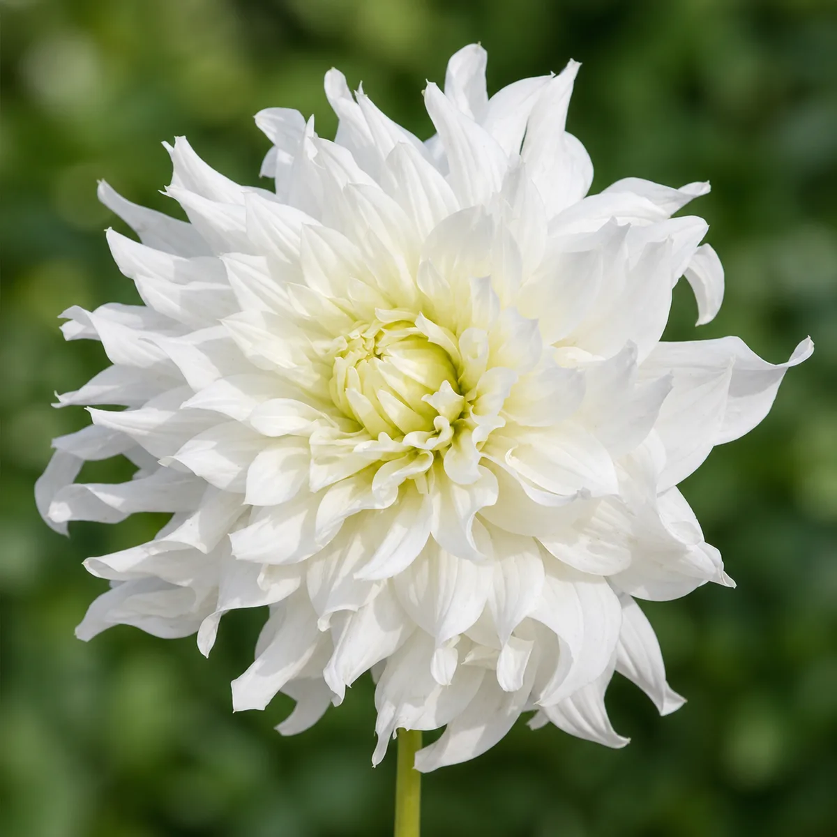 Albion dahlia bloom