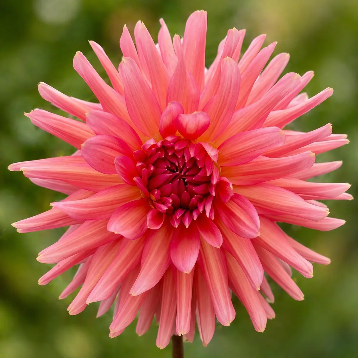 Aljo dahlia bloom