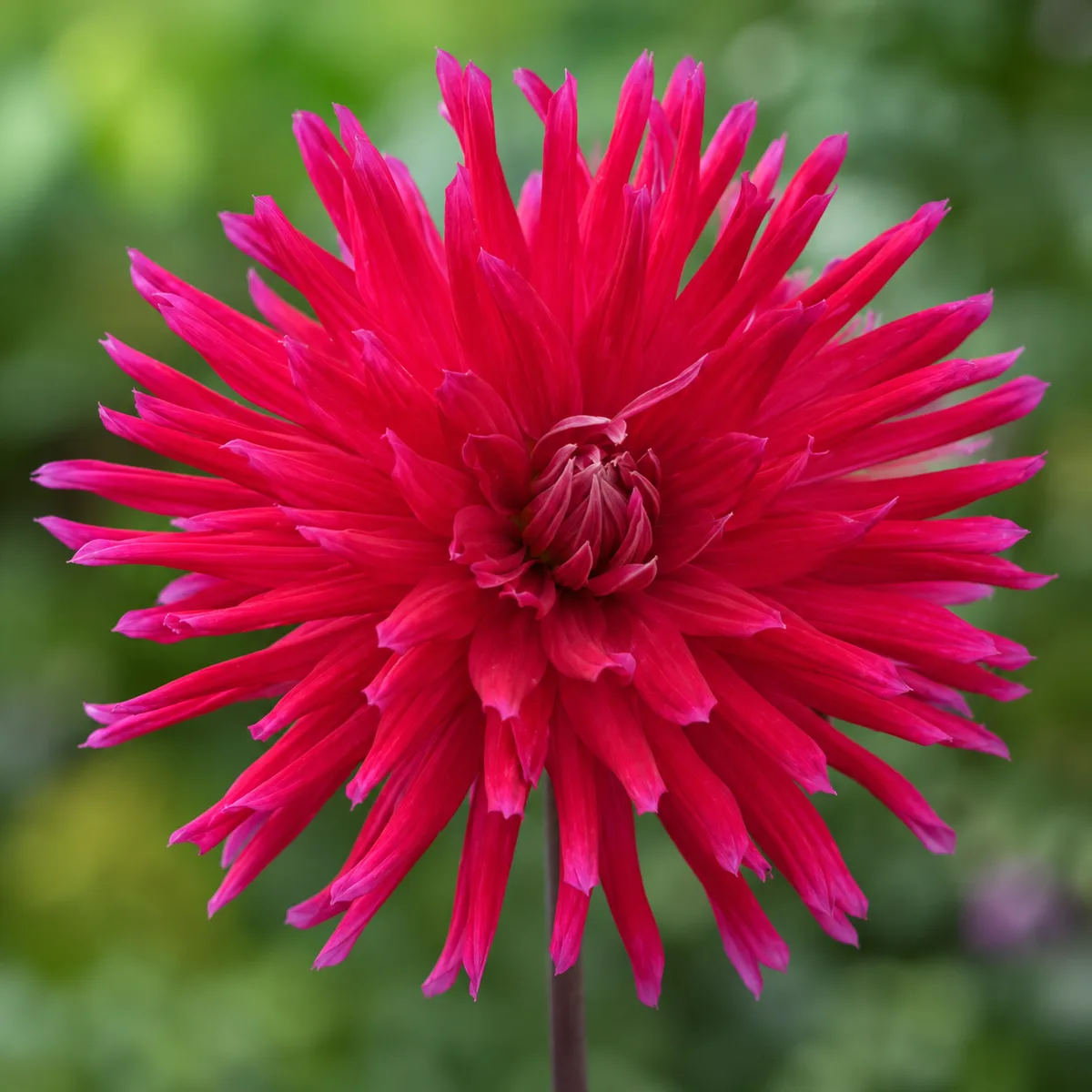 Allegro dahlia bloom