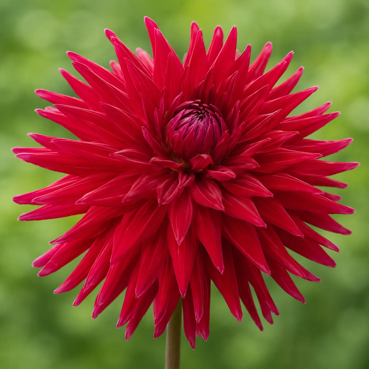 Andrew Mitchell dahlia bloom