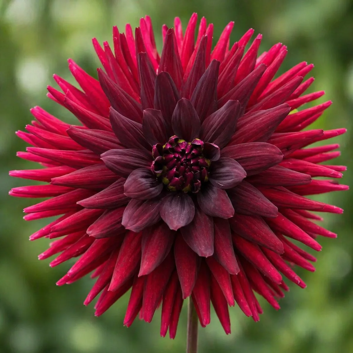 Aramis dahlia bloom