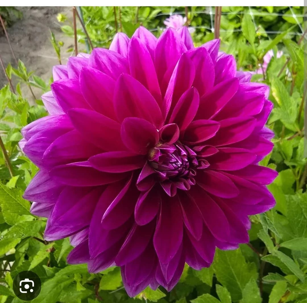 Le Baron dahlia — community photo