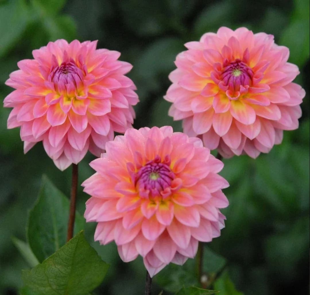 Jitterbug dahlia โ community photo