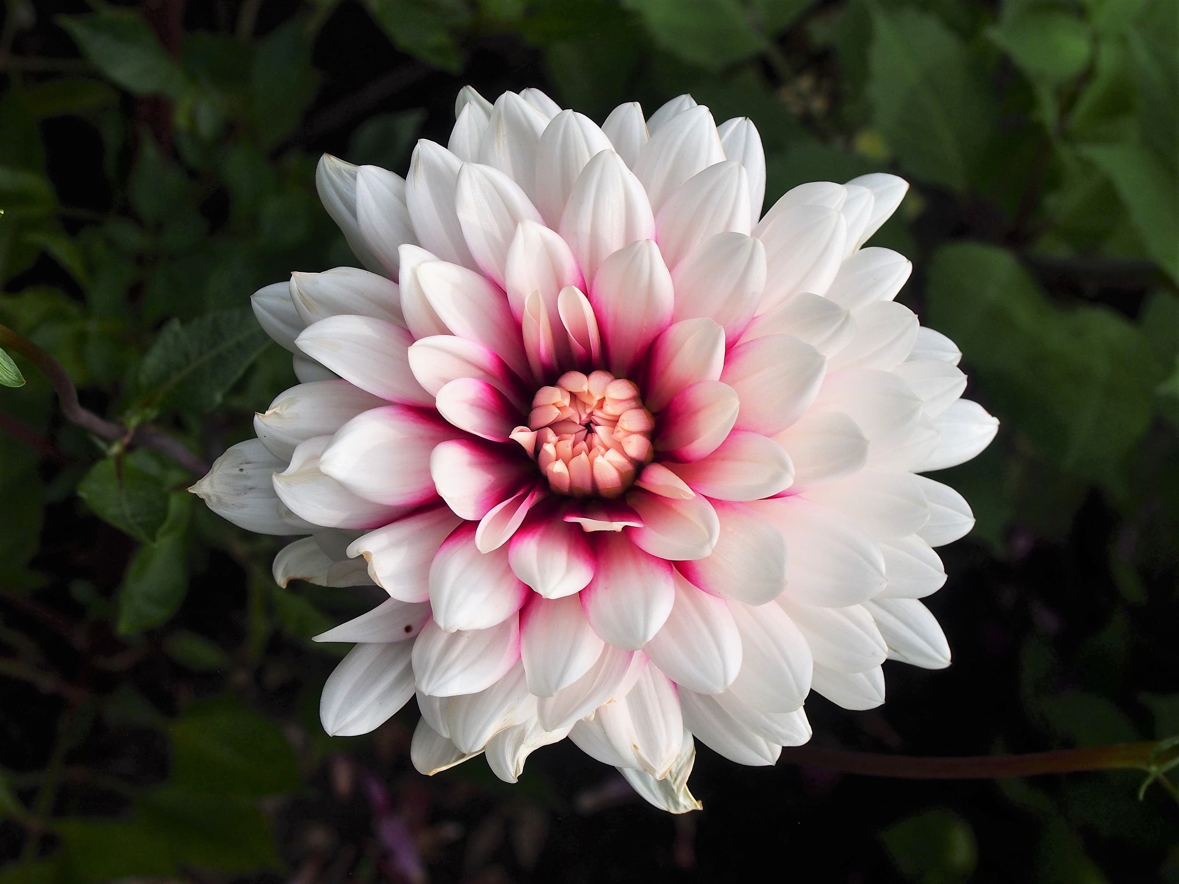 Rebecca's World dahlia bloom