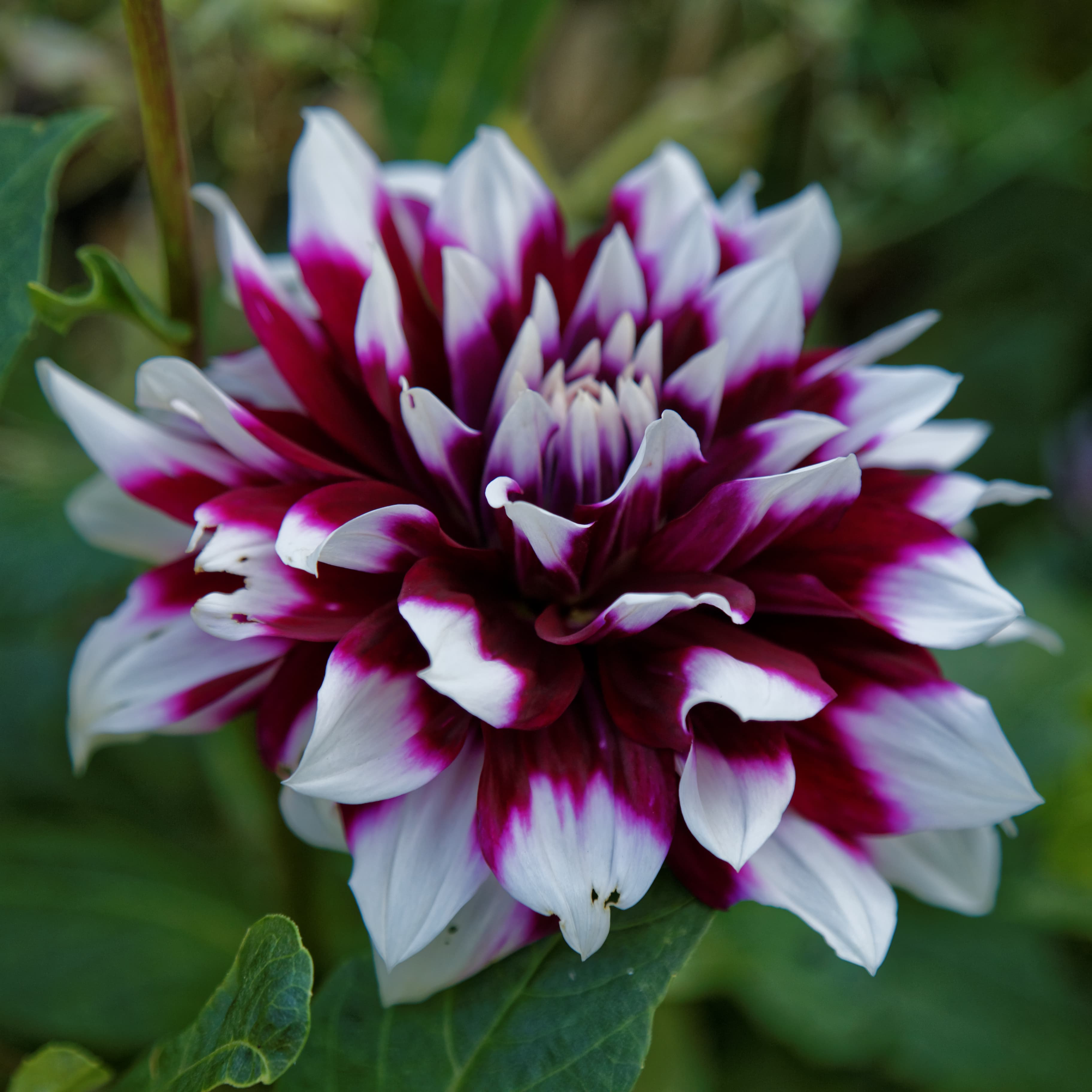 Magenta and white decorative dahlia at Capel Manor (type illustration)