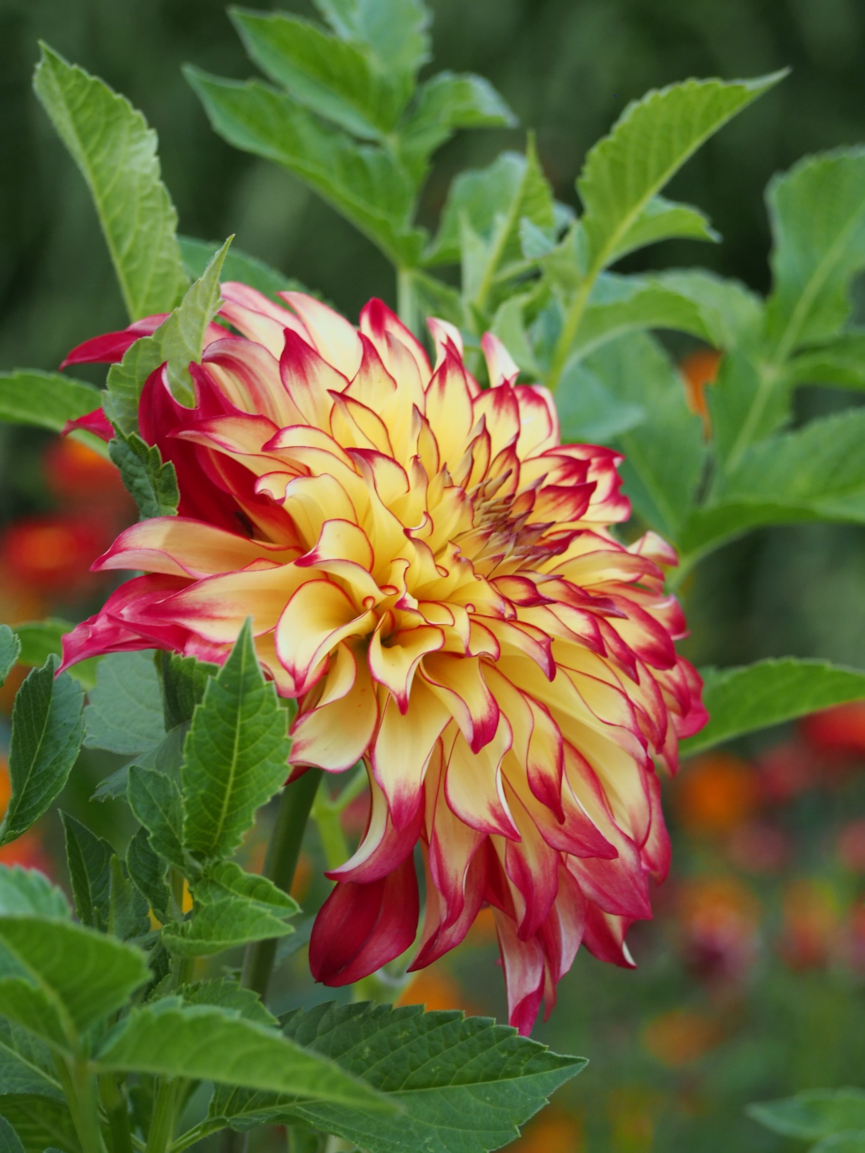 Lady Darlene dahlia bloom with yellow petals tipped in red