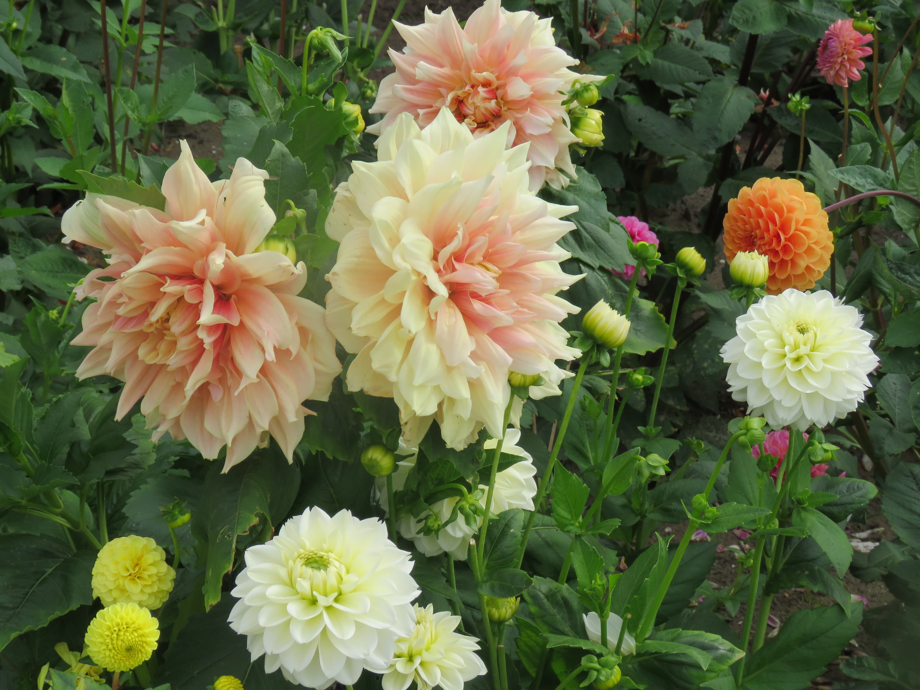 Cafe au Lait dahlia bloom (type illustration)