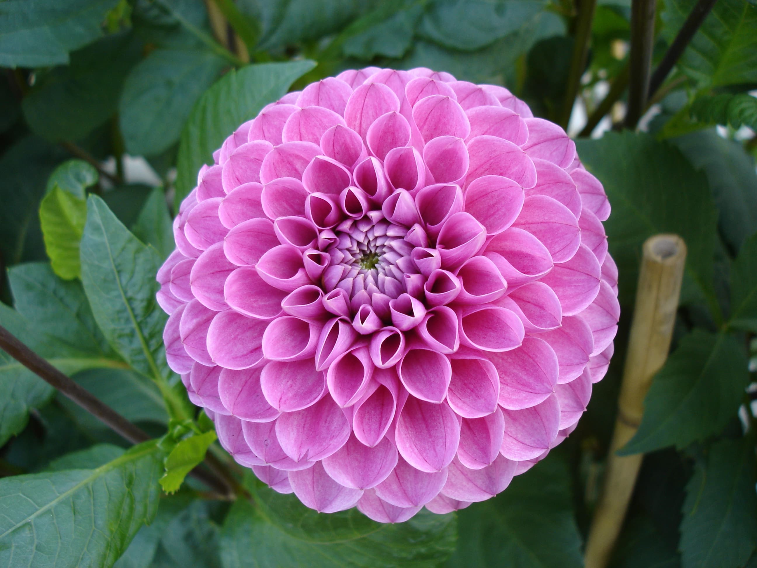 Ball dahlia Jomanda (type illustration)